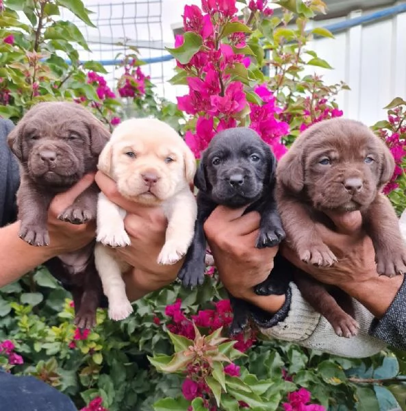 Regala dei cuccioli di Labrador | Foto 1