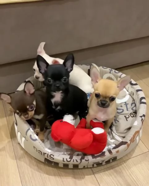 Regala dei cuccioli di Chihuahua