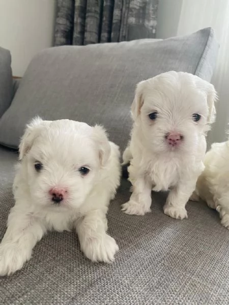 Regala dei cuccioli di Maltese | Foto 1