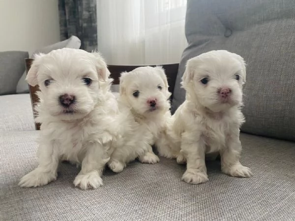 Regala dei cuccioli di Maltese