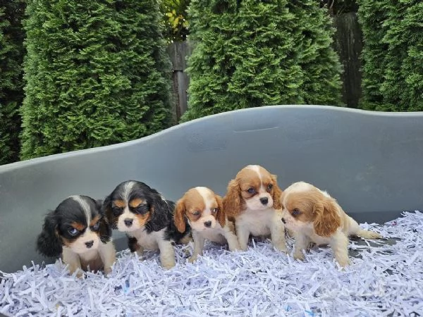 Regalo dei cuccioli di Cavalier King