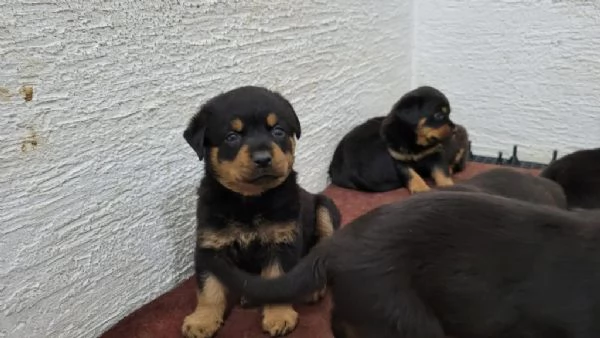 Regalo dei cuccioli di Rottweiler | Foto 2