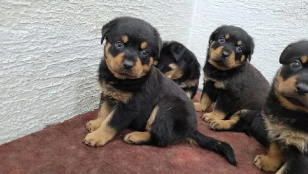 Regalo dei cuccioli di Rottweiler