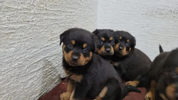 Regalo dei cuccioli di Rottweiler | Foto 0