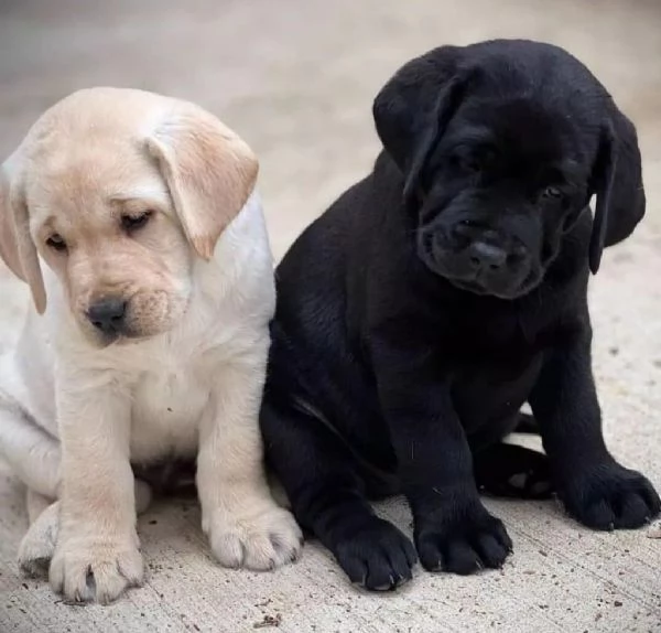 Regalo dei cuccioli di Labrador