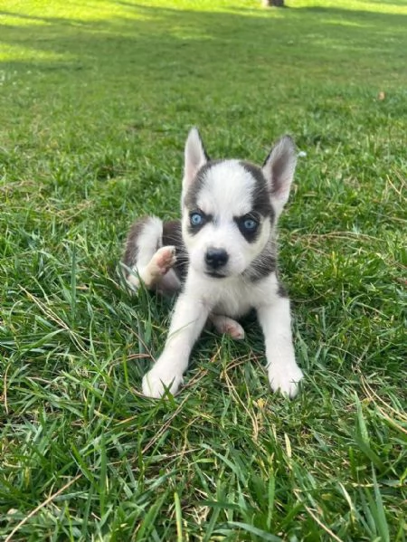 Regalo dei cuccioli di Husky | Foto 2