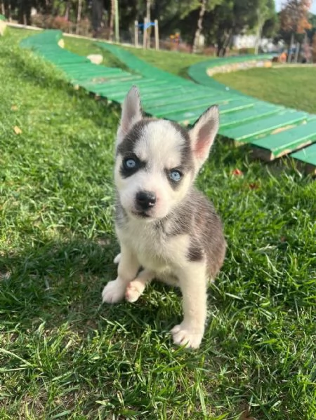 Regalo dei cuccioli di Husky | Foto 1