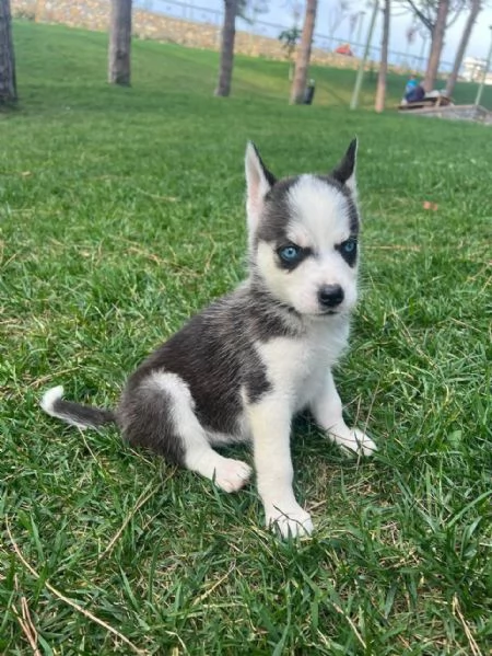 Regalo dei cuccioli di Husky | Foto 0