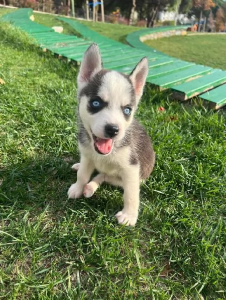 Regalo dei cuccioli di Husky