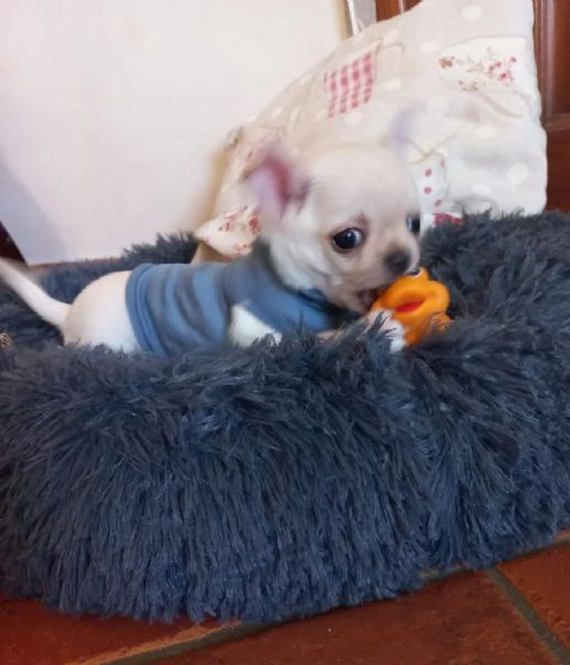 Regalo dei cuccioli di Chihuahua | Foto 2