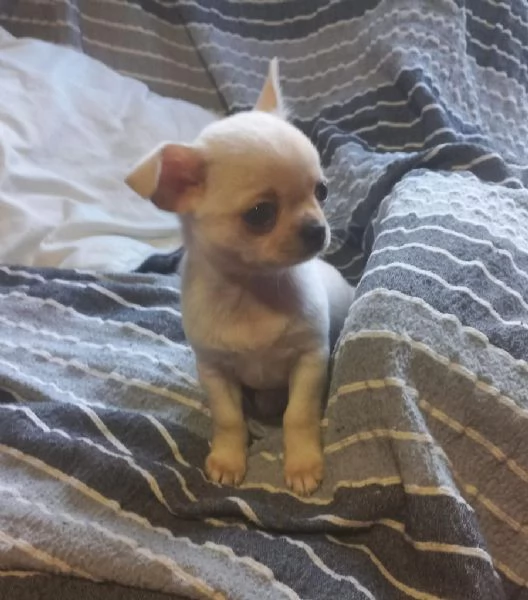 Regalo dei cuccioli di Chihuahua | Foto 1