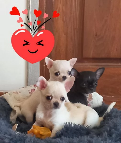 Regalo dei cuccioli di Chihuahua