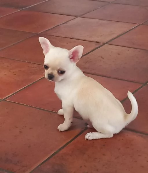 Regalo dei cuccioli di Chihuahua | Foto 0