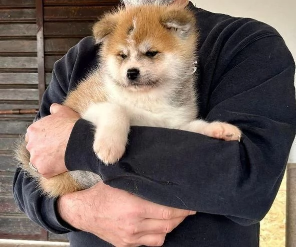 Regala dei cuccioli di Akita inu | Foto 2