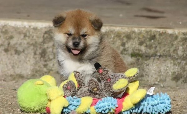 Regala dei cuccioli di Akita inu | Foto 0