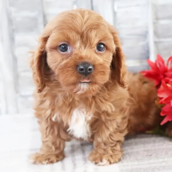 Regalo di Natale Bellissimo Maltipoo | Foto 0