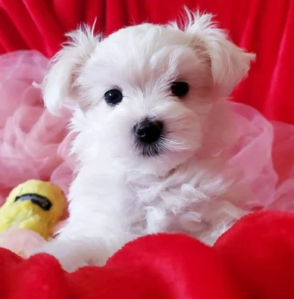 Cuccioli Maltesi in Adozione Maschio/Femmina | Foto 0