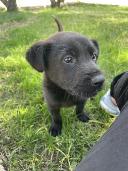 Regalo cagnolino in provincia di Lecce,Puglia. Pronto per fine novembre.