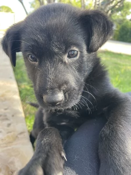 Regalo cagnolino in provincia di Lecce,Puglia. Pronto per fine novembre. | Foto 1