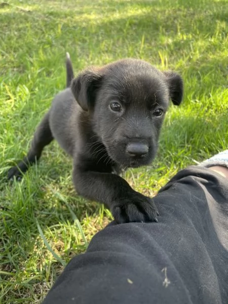 Regalo cagnolino in provincia di Lecce,Puglia. Pronto per fine novembre. | Foto 0