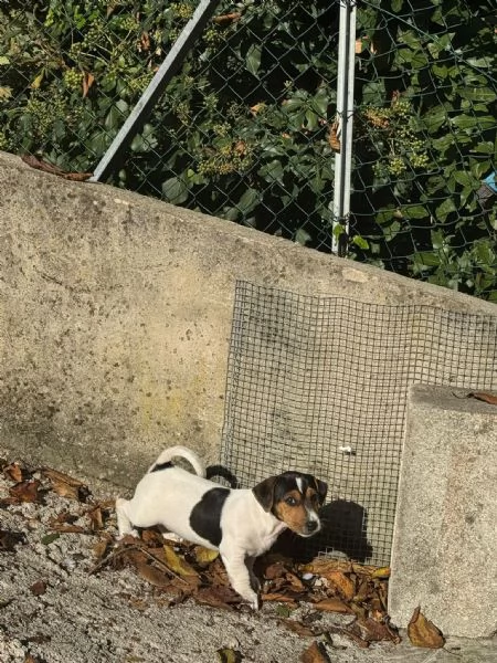 Cuccioli di jack russel | Foto 4