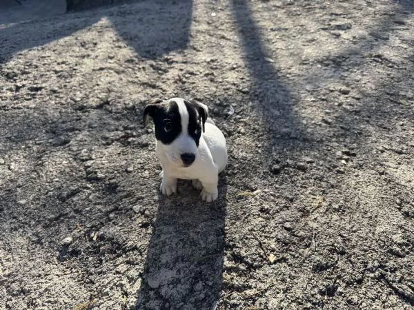 Cuccioli di jack russel | Foto 0