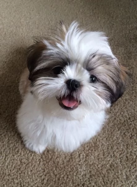 Regalo Bellissimi cuccioli allevati Shih-tzu, colore bianco e nero. Due e una feminuccia Maschietti.