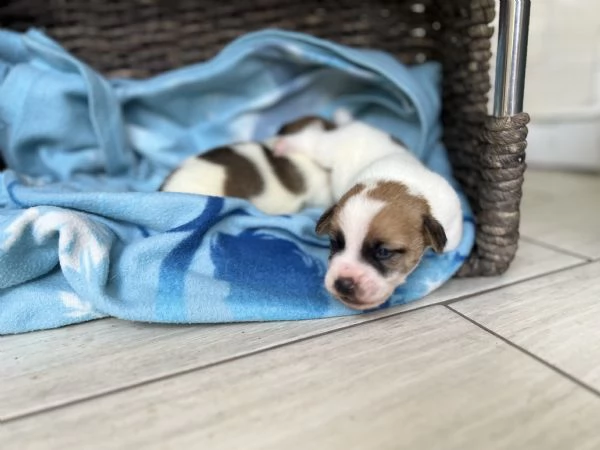 Bellissimi cuccioli di puro Jack Russell | Foto 1