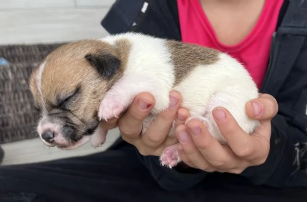 Bellissimi cuccioli di puro Jack Russell | Foto 0