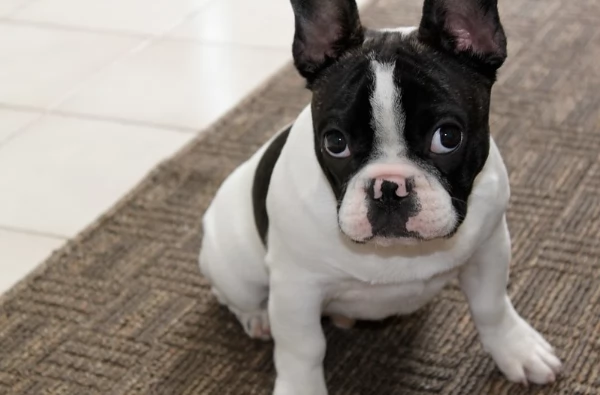 Cuccioli di bulldog francese allevati in casa pronti