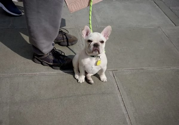 Cuccioli di bulldog francese allevati in casa pronti | Foto 1