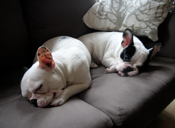 Cuccioli di bulldog francese allevati in casa pronti | Foto 0