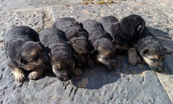 Cuccioli di pastore tedesco | Foto 0