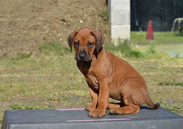 Cuccioli Rhodesian Ridgeback con pedigree