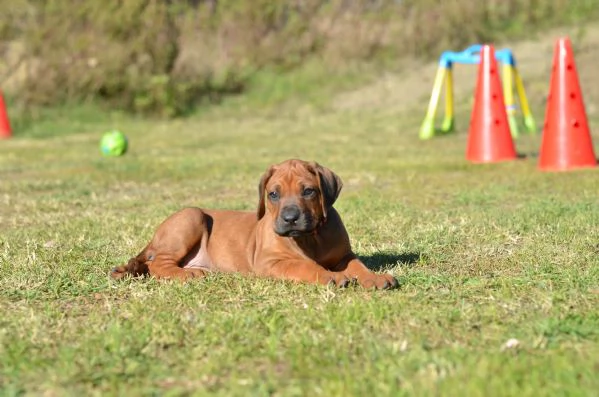 Cuccioli Rhodesian Ridgeback con pedigree | Foto 7