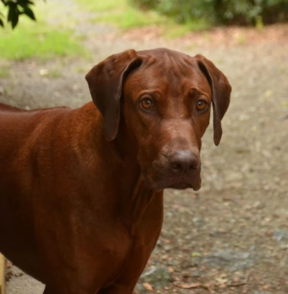 Cuccioli Rhodesian Ridgeback con pedigree | Foto 6