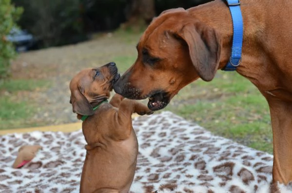 Cuccioli Rhodesian Ridgeback con pedigree | Foto 5