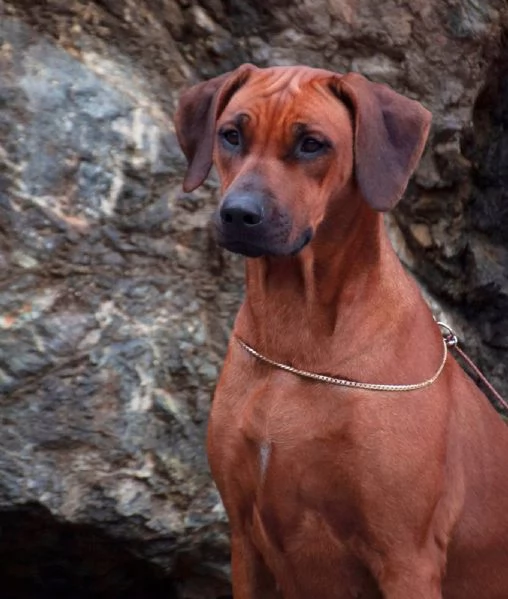 Cuccioli Rhodesian Ridgeback con pedigree | Foto 4