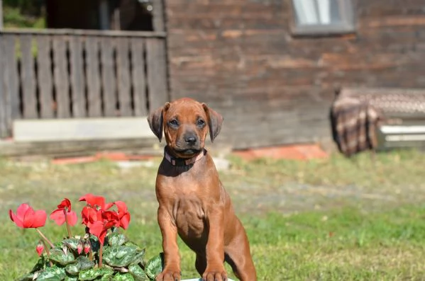 Cuccioli Rhodesian Ridgeback con pedigree | Foto 3