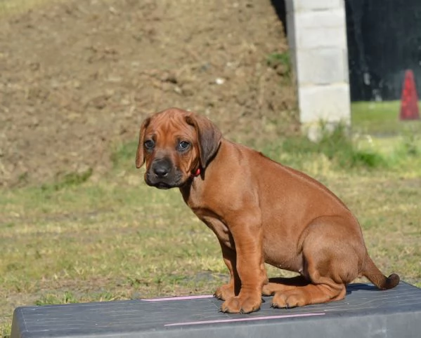 Cuccioli Rhodesian Ridgeback con pedigree | Foto 2