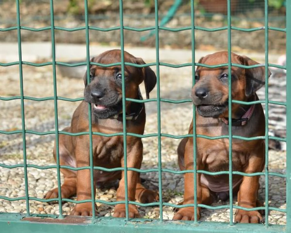 Cuccioli Rhodesian Ridgeback con pedigree | Foto 1