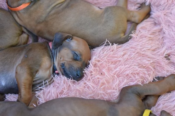 Cucciolo di Rhodesian Ridgeback | Foto 4