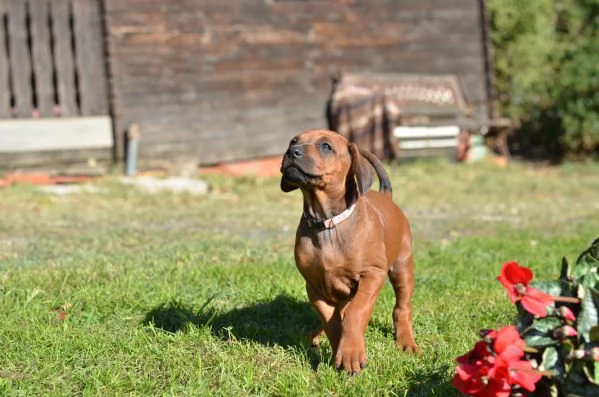 Cucciolo di Rhodesian Ridgeback