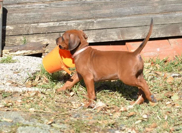 Cucciolo di Rhodesian Ridgeback | Foto 0