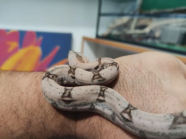 Boa constrictor imperator piu teca | Foto 0