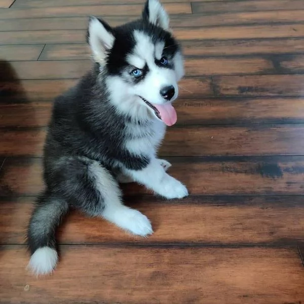 Siberian husky