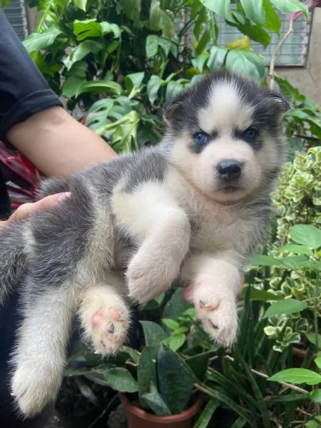 Cuccioli di husky siberian!!