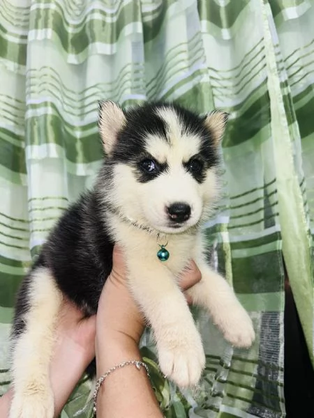 Cuccioli di Siberian Husky!!