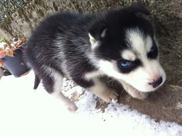 Siberian husky cuccioli