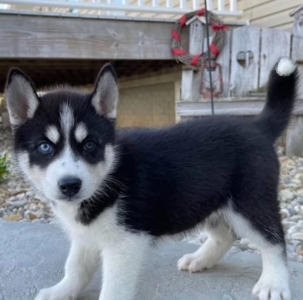 Cuccioli di husky siberian